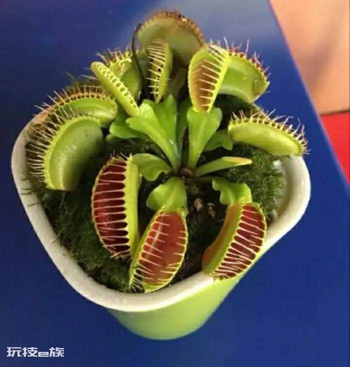 驱蚊树哪种比较好用(十种驱蚊且好养的植物品种)-图片3